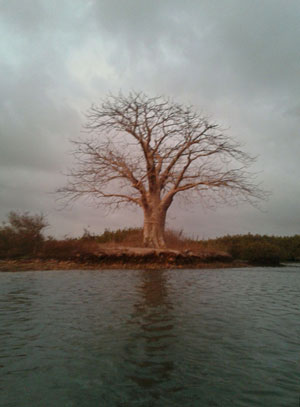 Baobab celibataire